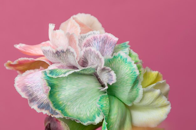 Beautiful bloomed flower close-up