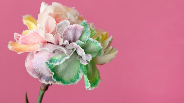 Free photo beautiful bloomed flower close-up