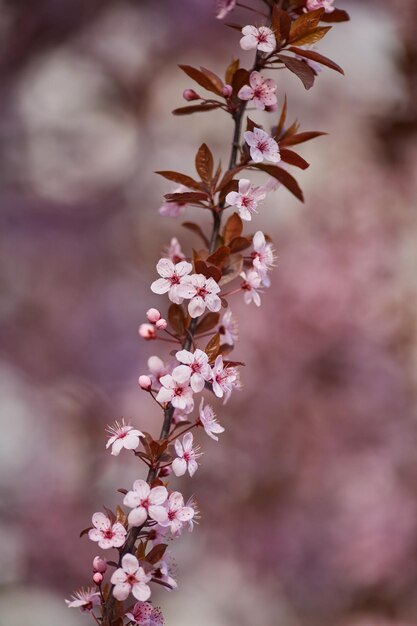 The beautiful blooming branch