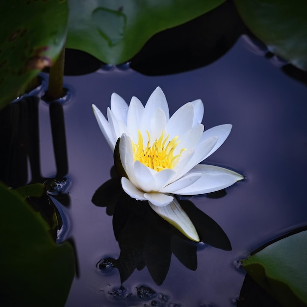 池の美しい咲く花白い睡蓮ニンファエアアルバ自然な色のぼやけた背景xDxANature
