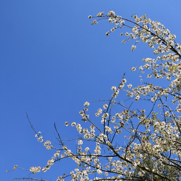 美しい咲く果物の木の枝。美しい開花の木。太陽と白とピンクの花