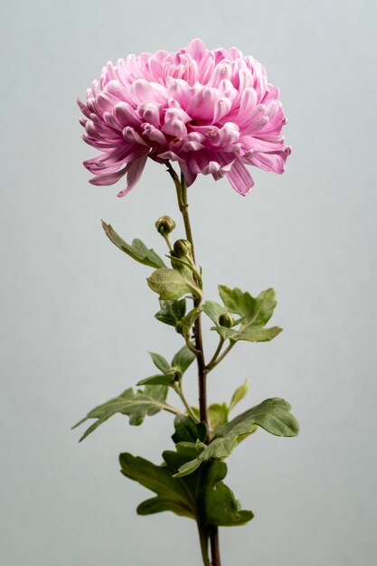 Beautiful blooming pink flower