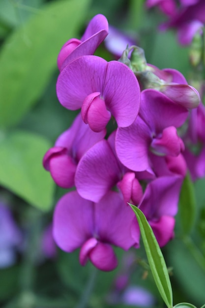 Foto gratuita bellissimi fiori di pisello rosa in fiore in estate