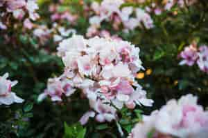 Free photo beautiful blooming shrub