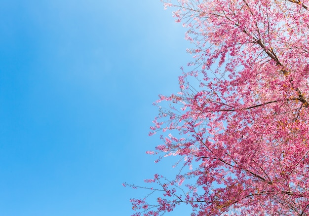 Free photo beautiful blooming tree