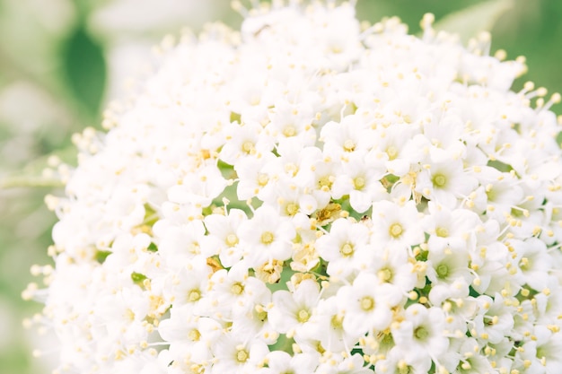 Beautiful blooming white flowers of spirea