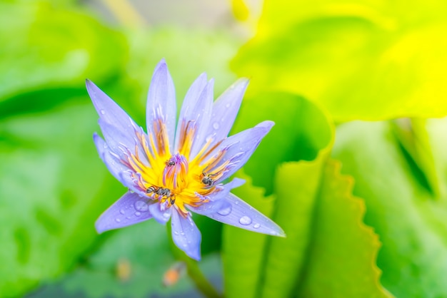 Beautiful blossom purple lotus with yellow pollen .