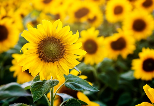 Beautiful blossom sunflowers in the field