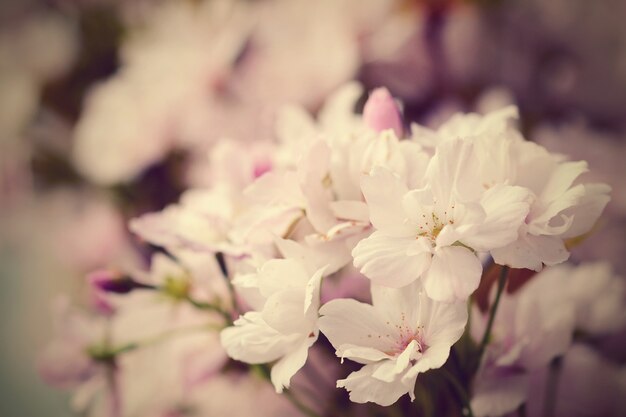 «Красивые цветущие цветы»