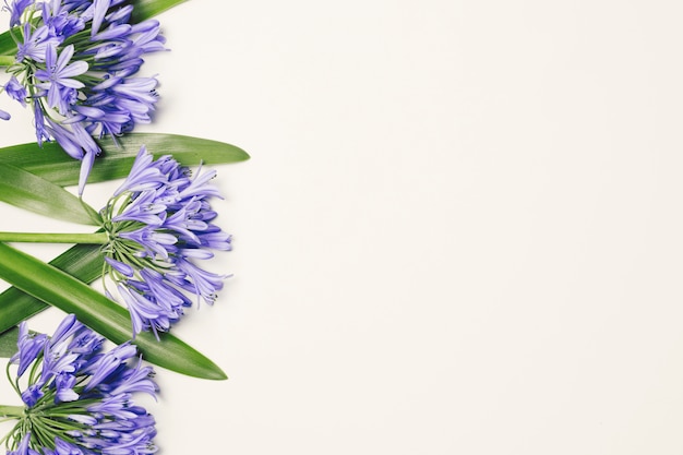 Beautiful blue blooms with green leaves