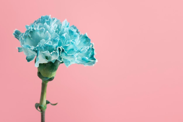 Beautiful blue carnation with stem