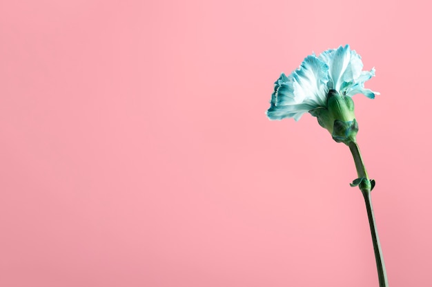 Beautiful blue carnation with stem