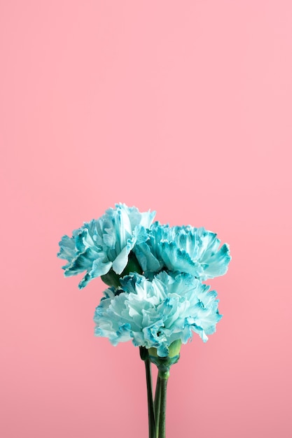 Beautiful blue carnation with stem