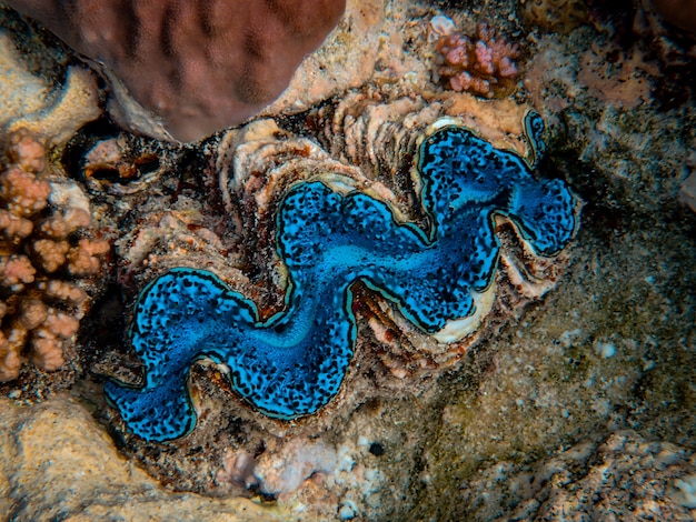 海底の美しい青い珊瑚