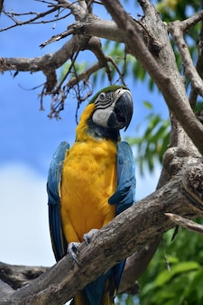 Bellissimo uccello ara blu e oro appollaiato su un albero