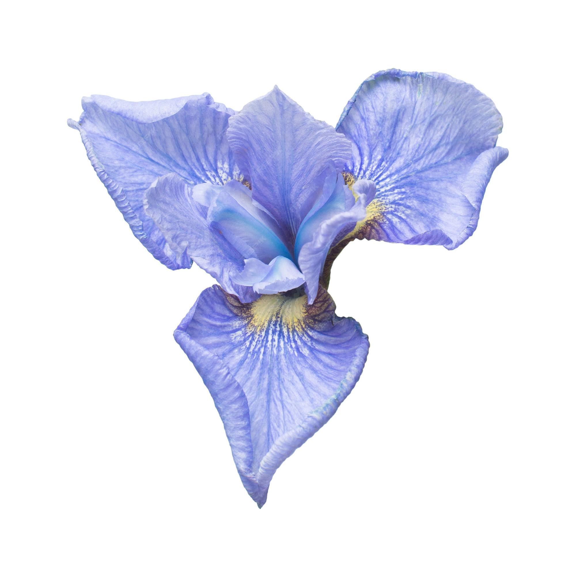 Premium Photo   Beautiful blue iris flower with bud, branches and ...