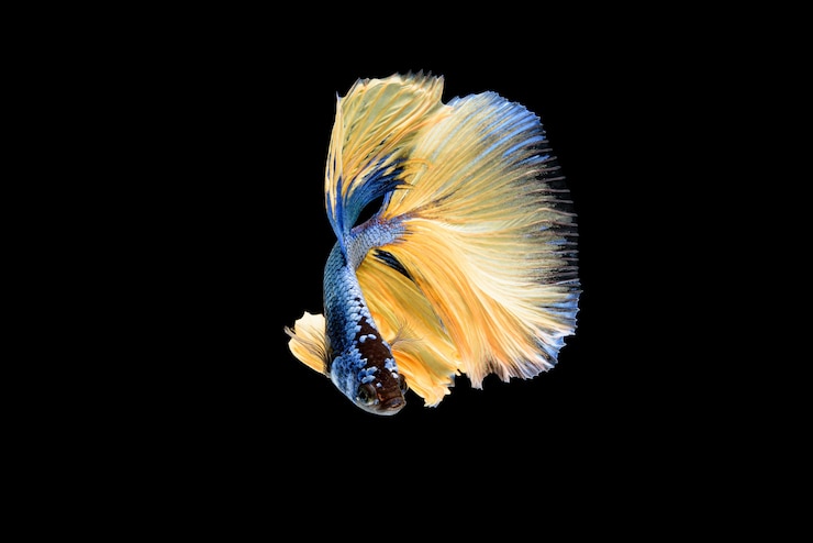 Бесплатный Фотография красивая голубая и желтая betta splendens, сиамские бойцовые рыбы или pla-kad в тайских популярных рыбках в аквариуме.