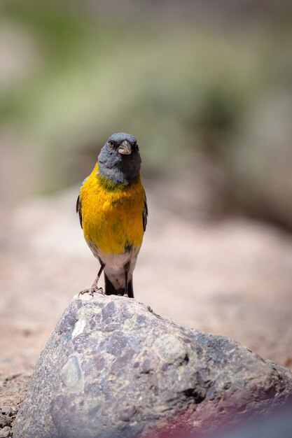 바위에 아름다운 파란색과 노란색 tanager