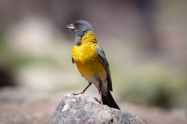 바위 위의 아름다운 파란색과 노란색 tanager