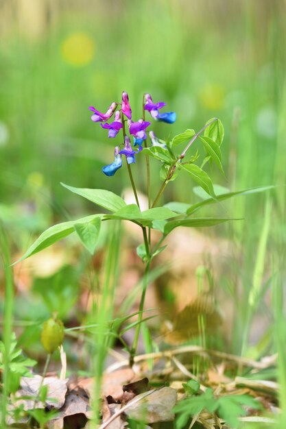 녹색 자연 배경 Spring Pea Lathyrus vernus의 숲에 있는 아름다운 청자색 꽃