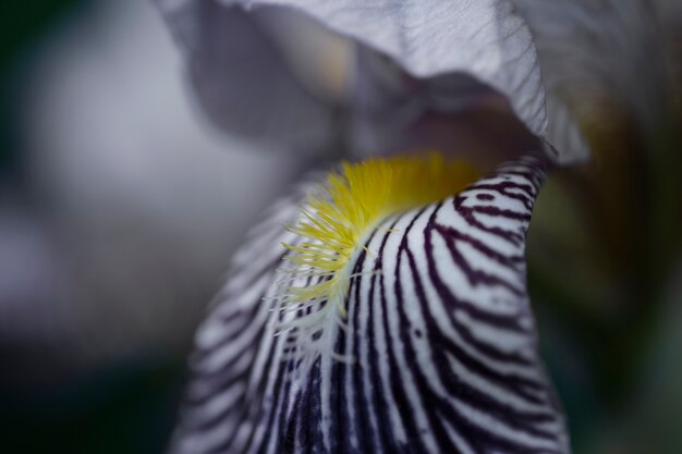 Beautiful blurred flowers in nature