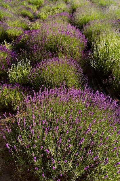 Beautiful blurry lavender field high angle