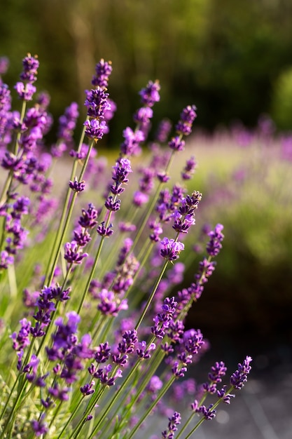 Beautiful blurry lavender field
