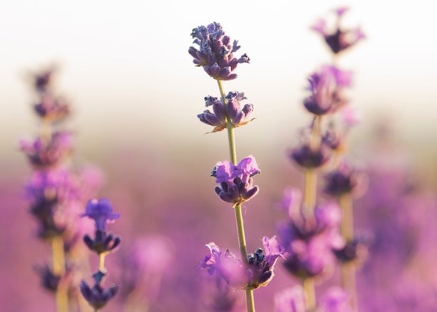 Beautiful blurry lavender plants