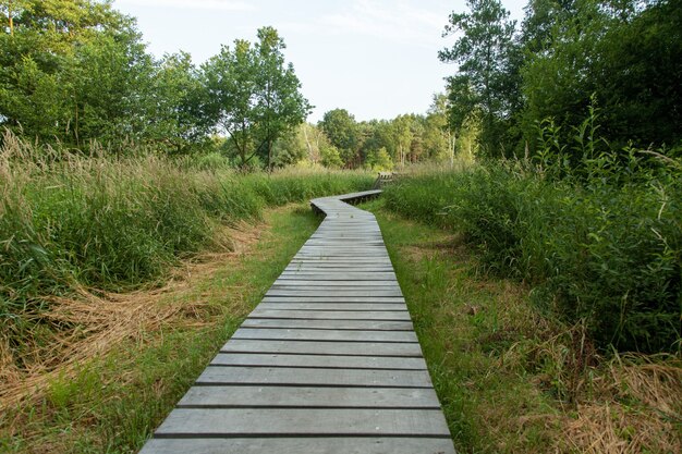 Beautiful boardwalk through the marsh in Netherlands