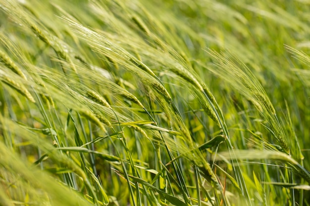 Beautiful boho flower grass