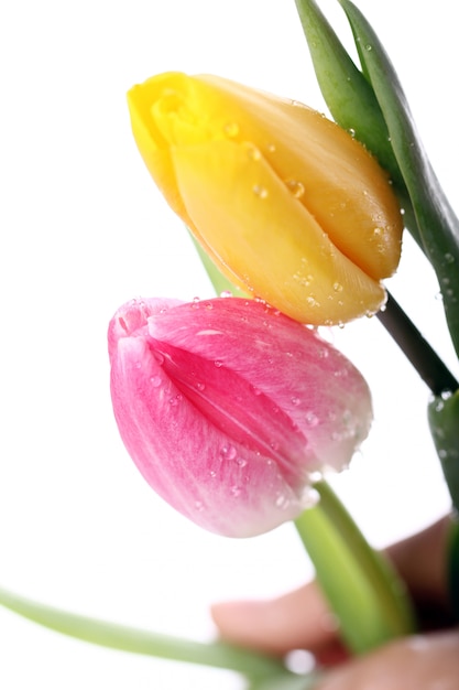 Бесплатное фото Красивый букет из тюльпанов, разноцветные тюльпаны, природа фон