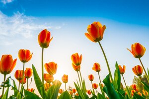 無料写真 春のシーズンには、チューリップの美しい花束。