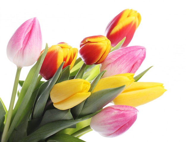 Красивый букет из тюльпанов, разноцветные тюльпаны, природа фон