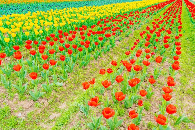 Free photo beautiful bouquet of tulips in spring season .