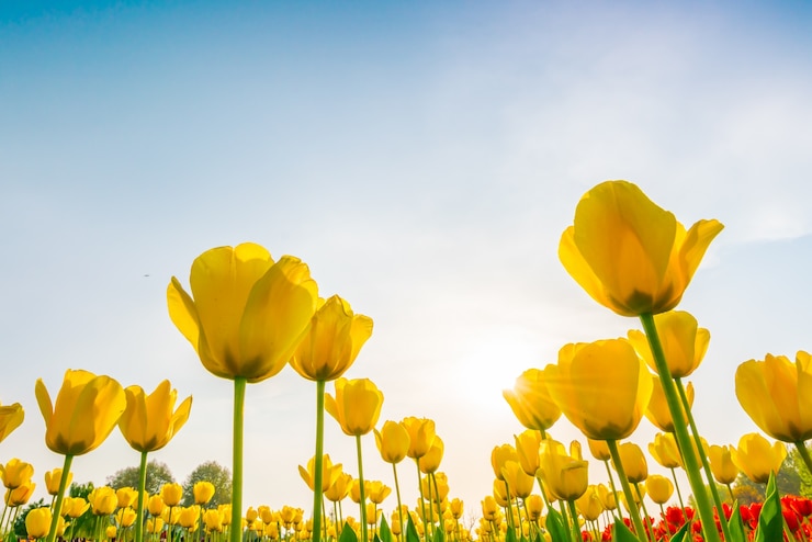 Free Photo beautiful bouquet of tulips in spring season .