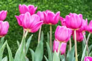 Free photo beautiful bouquet of tulips
