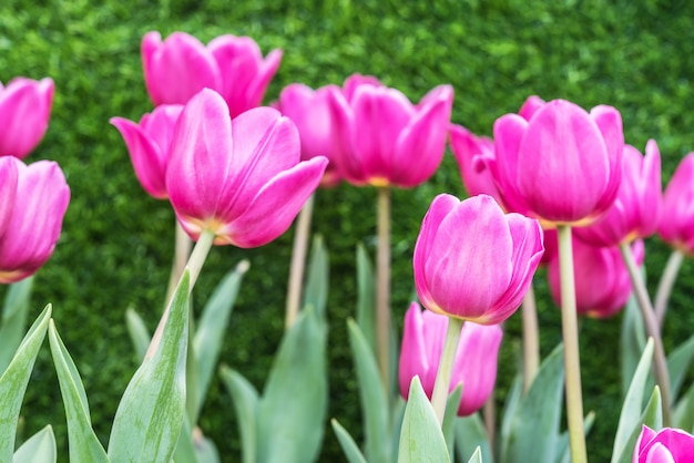 Beautiful bouquet of tulips