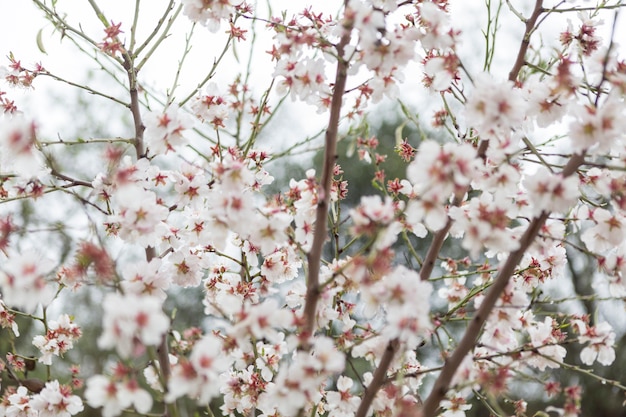 Beautiful branches with almond blossoms
