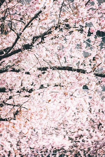 Free photo beautiful branches with cherry blossom flowers against the bright sky