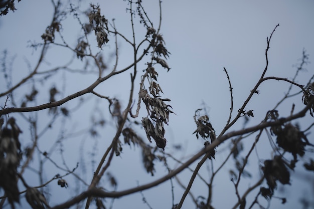 Beautiful branches with dried autumn leaves