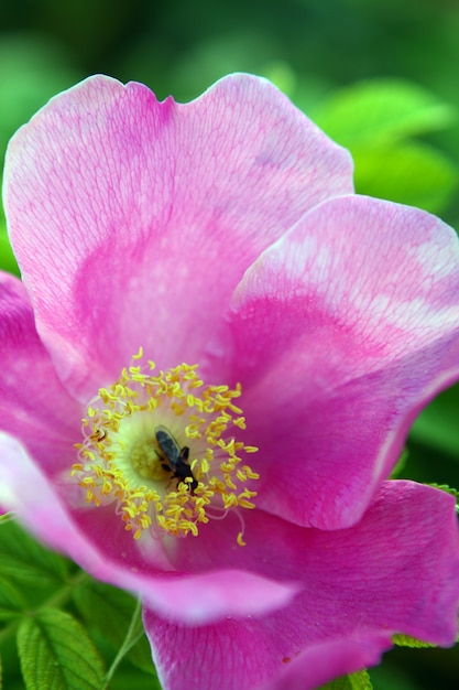 美しいイバラの花