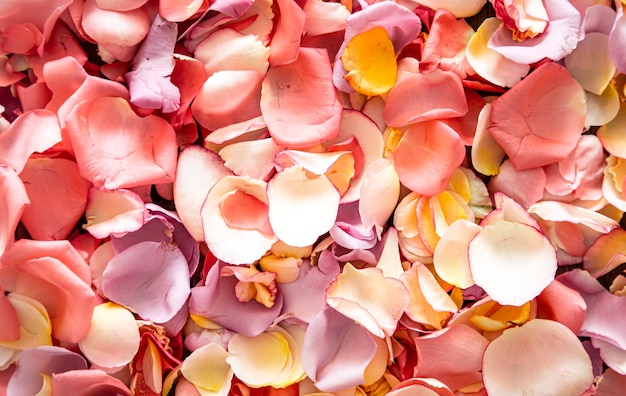 Beautiful bright background of fresh rose petals.