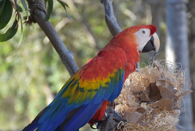 Beautiful bright colored scarlet macaw on a tree perch.