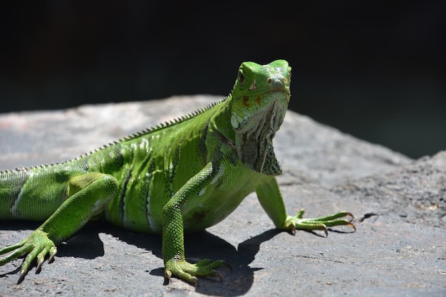 Free photo beautiful bright green iguana posing on a rock in aruba