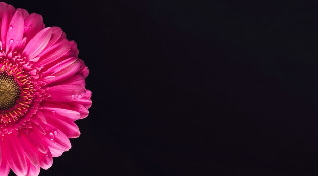 Beautiful bright pink flower petals in dew