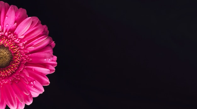 Красивые ярко-розовые лепестки в росе