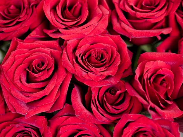 Красивый ярко-красный букет роз