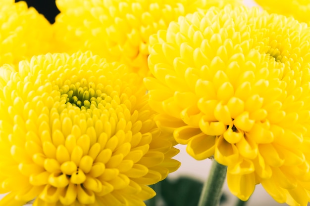 Free photo beautiful bright yellow chrysthemum