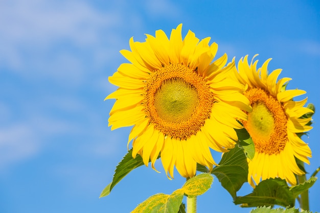 Beautiful bright yellow sunflower on the sky