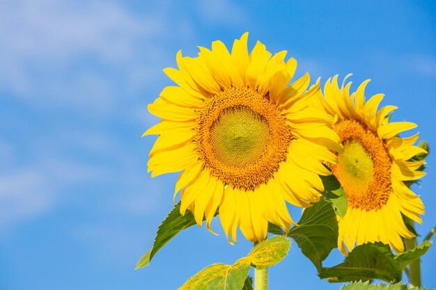 Beautiful bright yellow sunflower on the sky